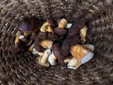 Xerocomus Badius ormandaki bir sepetin içindeki mantarlar. Yüksek kalite fotoğraf