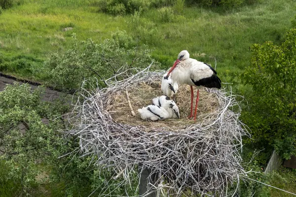 Stock image An overhead view of a nest of storks. A stork and three stork chicks in the nest. . High quality photo