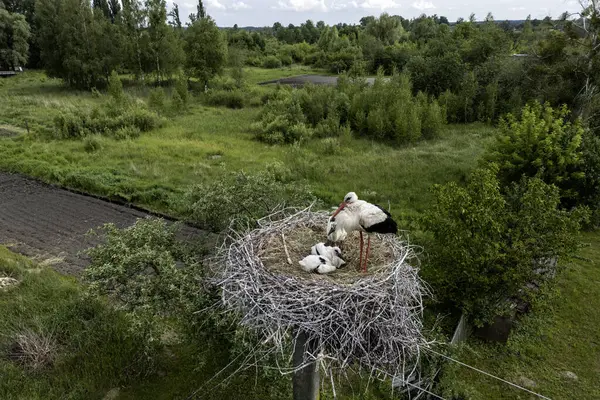 Stock image An overhead view of a nest of storks. A stork and three stork chicks in the nest. . High quality photo