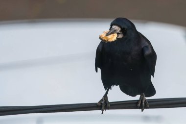 A black crow holds a piece of food in its beak. High quality photo clipart