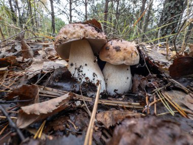 White mushrooms Butyriboletus regius (boletus regius ) in the forest. High quality photo clipart