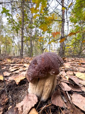 Ormanda beyaz mantar Butyriboletus Rejimi (boletus Rejimi). Yüksek kalite fotoğraf