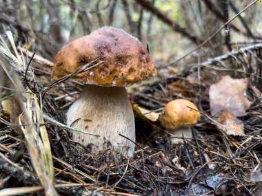 White mushrooms Butyriboletus regius (boletus regius ) in the forest. High quality photo clipart