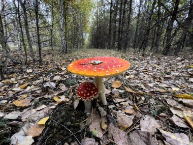 Amanita muscaria, genellikle sineklik ya da ormanda sinek manitası olarak bilinir. Yüksek kalite fotoğraf