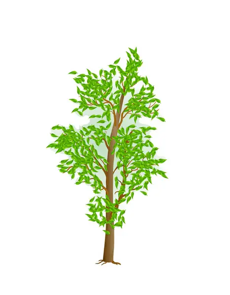 Realistic Style Young Tree Vector Illustration — Stock Vector
