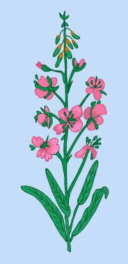 Mavi arka planda izole edilmiş güzel pembe çiçek. Vektör illüstrasyonu.