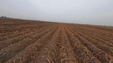 Kırsal bölgelerdeki FPV uçuşu. Geniş buğday tarlaları ve bulutlu ufuk çizgisi manzarası. Hız görüşü. Çiftlik arazileri. Çiftçilik işi.