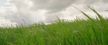 Gri gökyüzünde rüzgarda sallanan yeşil çimenleri kapatın. Tarım