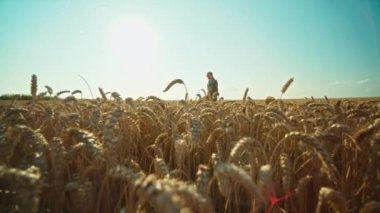 Buğday tarlasında kamuflajlı bir Ukraynalı askerin inanılmaz görüntüsü. - Savaş. Askeri bir kavram. Mavi gökyüzünde güneş ışığı