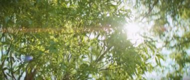 Yakından bakınca yeşil ağacın yaprakları arasından güneş parlıyor. Mavi gökyüzü. Yaz zamanı.