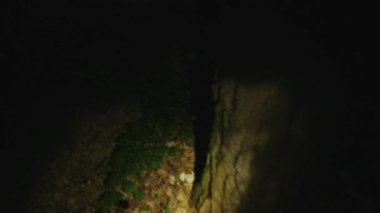 Karanlık Orman Dedektifi 'nin elinde ışık ile yerde kanıt arıyor. Acele et! Orman, güvenlik, ekipman, projektör, sis, suçlu. POV çekimi