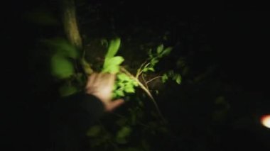 Geceleri hafif arama kanıtlarıyla erkek dedektife bakın. Orman, güvenlik, ekipman, projektör, sis, suçlu. POV çekimi