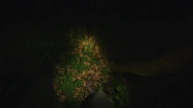 Karanlık ellerde ışık tutan dedektif kanıtları araştırır. Orman, güvenlik, ekipman, projektör, sis, suçlu. POV çekimi