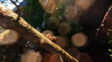 Güneşli bir ormanın büyüleyici bir görüntüsü. Güzelce gösterilmiş. Karmaşık ağaç kabuğu.