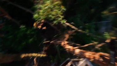 Güneş ışığıyla aydınlatılan ve arka planda güzel bir evin olduğu göz kamaştırıcı bir ağaç dalı manzarası.