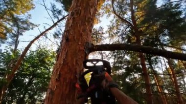 Huzurlu bir ormanın içindeki berrak mavi gökyüzüne uzanan güzel, dingin bir ağaç manzarası.