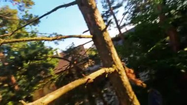 Güneşli dalları ve arkaplanda renkli çatıları olan görkemli, huzurlu bir ağaç manzarası.