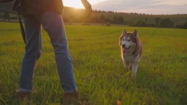Mutlu ve neşeli bir köpek, sevgili sahibiyle yemyeşil bir alanda özgürce koşan güneşli bir günün tadını çıkarır.