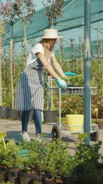 Tutkulu ve kendini işine adamış bir bahçıvan hayat dolu bir serada çeşitli bitkilerle dikkatlice ilgileniyor.