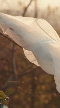 Narin, şeffaf bir plastik torba yumuşak güneş ışığının altında bir ağaç dalında nazikçe çırpınır.