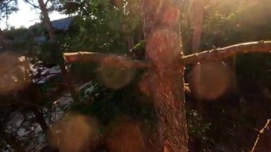 Yetenekli bir profesyonel güzel bir gün batımında ağaç budamak için güçlü bir testere kullanır.