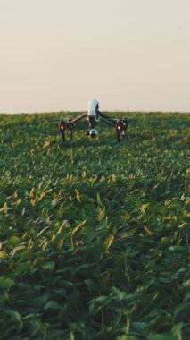 Doğanın çarpıcı güzelliğini tecrübe edin. Bir dron canlı yeşil bir alanın üzerinde zarif bir şekilde süzülür. Karmaşık desenler ve dokular ortaya çıkar.