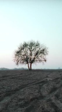 Tarlanın ortasındaki ıssız meşe ağacının kuadkopter görüntüsü. Akşamları boş ağaç manzarası. Açık havada. Çevre, tarım alanı