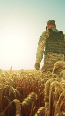 Ukraynalı asker kamuflajlı bir şekilde buğday tarlasında dikilip etrafa bakıyor. Güneş ışığı var. Cesur adam. - Savaş. Askeri bir kavram. Yavaş çekim