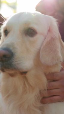 Golden Retriever 'ın yakın çekimi. Aynı cinsiyetten erkek, evcil hayvan. Lgbt kavramı