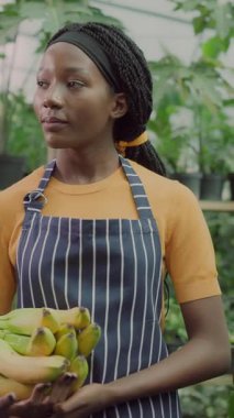 Başarılı genç Afro-Amerikalı mutlu kadın olgun muz topluyor ve modern sera çiftliğinde çalışıyor. Güzel, güzel bir kadın çiftçi. Organik meyve yetiştirme.