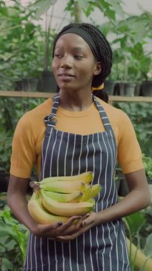 Önlüklü güzel siyah bir kadın seranın içinde yürüyor, meyveleri izliyor ve olgun muzları topluyor. Organik çiftlik. Ekoloji. Tarım sektörü.