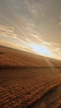 Kırsal kesimin sinematik klibi. Gün batımının muhteşem güneşi tarım buğday tarlalarının üzerinde yükseliyor. Tarım. Hava FPV İHA uçuşu.