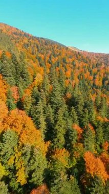 Vahşi, güzel doğa manzarasının sinematik klibi. Harika yeşil ağaçları olan renkli bir orman. Dağ manzarası. Hava İHA 'sı.