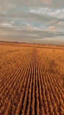 FPV gün batımında çok güzel tarımsal hasat arazileri. Kırsal kesimde uzun buğday tarlaları yetiştiriyorum. Skyline. Güneşli bir hava. Sonbahar sezonu.