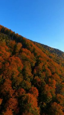 FPV 'nin sonbahar dağları üzerinde uçan insansız hava aracı görüntüleri. Çok renkli turuncu orman tepeleri ve parlak mavi güneşli gökyüzü..