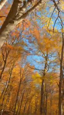 FPV insansız hava aracıyla ağaçlara doğru uçuyor. Hareket manzarası güzel güneşli turuncu ve altın orman çam ağaçları manzara.