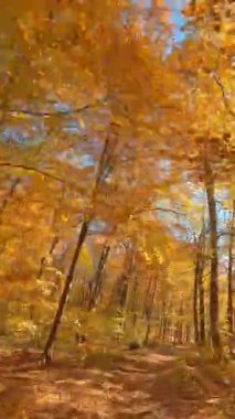 Sinematik FPV uçuşu. Düşen yaprakları olan çok renkli portakal ağaçları. Barışçıl doğal istek. Seyahat et. Hareket sahnesi.