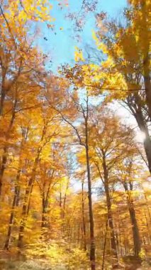 Sonbahar Ormanı 'nın sinematik klibi. Düşen yaprakları olan harika renkli portakal altın çam ağaçları. FPV uçuş dronu.