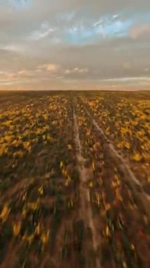 Güzel kırsal vadideki FPV hareketli manzara. Sonbahar tarlalarını gün batımında buğday mahsulleriyle hasat edin. Sonbahar sezonu. Kırsal doğa.