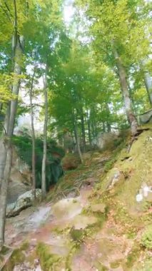 FPV insansız hava aracı, çeşitli ağaçlar ve kayalarla dolu tepelik orman arazisinde uçuyor. Gizemli bir sahne. Vahşi orman. Orman. Yürüyüş. Macera.