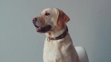 Güzel labrador köpeği. Etrafına bir bak. Mutlu yüzlü hayvan. Büyük av köpeği.