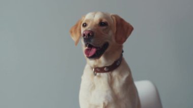 Mutlu yüz portresi şirin labrador köpeği güzel etrafına bak büyük av köpeği evi komik yetişkin köpek yavrusu dostça oturmuş evcil hayvancılık oynuyor. evcil köpek yavrusu neşeli aşk beyaz