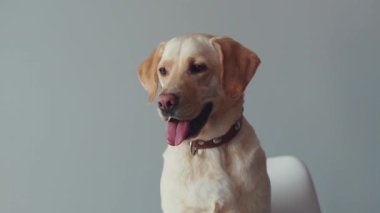 Yaklaş sevimli labrador köpeği güzel hayvan büyük av köpeği evine bak komik yetişkin köpek yavrusu dostu sarı evcil köpek yavrusu neşeli beyaz aşk portresi