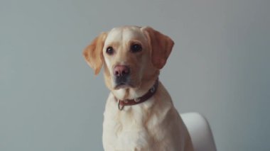 Ciddi yüz sevimli labrador köpeği güzel etrafına bir bak pençeli hayvana büyük av köpeği yuvası komik yetişkin köpek yavrusu cins sarı neşe köpek yavrusu neşeli neşeli aşk beyaz ağır çekim