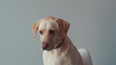 Şirin labrador köpeği. Güzel. Kamera hayvanına bak. Büyük av köpeği. Komik yetişkin, köpek yavrusu gibi oturuyor.