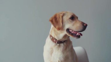 Büyüleyici labrador köpeği güzel. Etrafına bir bak. Büyük av köpeği, komik yetişkin, köpek yavrusu, dost canlısı, ev hayvanı, neşeli, neşeli, beyaz, yavaş çekimde sevimli bir portre.