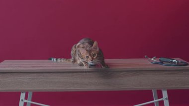 Hasta bir Bengal kedisi tablet üzerinde duruyor. Veteriner kliniğinin arka planında korkmuş bir hastaneye bakıyor. Pembe duvarlı bir hayvan.