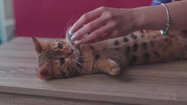 Kapalı el kadını ve sevimli Bengal kedisi evde oyuncakla oynuyor masa arkasında pembe duvar hayvanı güzel ev kedisi gibi görünüyor yalvaran eş dost gözlere saldırıyor dlow motion mutlu portre