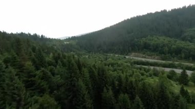 Huzurlu ve dingin bir manzara güzel yemyeşil bir orman. Arka planda zarif bir şekilde yükselen sisli dağlar.