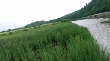 Huzurlu ve pitoresk bir sulak arazi güzel bir şekilde sergilenen canlı, yemyeşil sazlıklar yanında huzurlu bir su yolu.